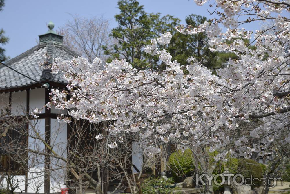 本満寺　春満ちて