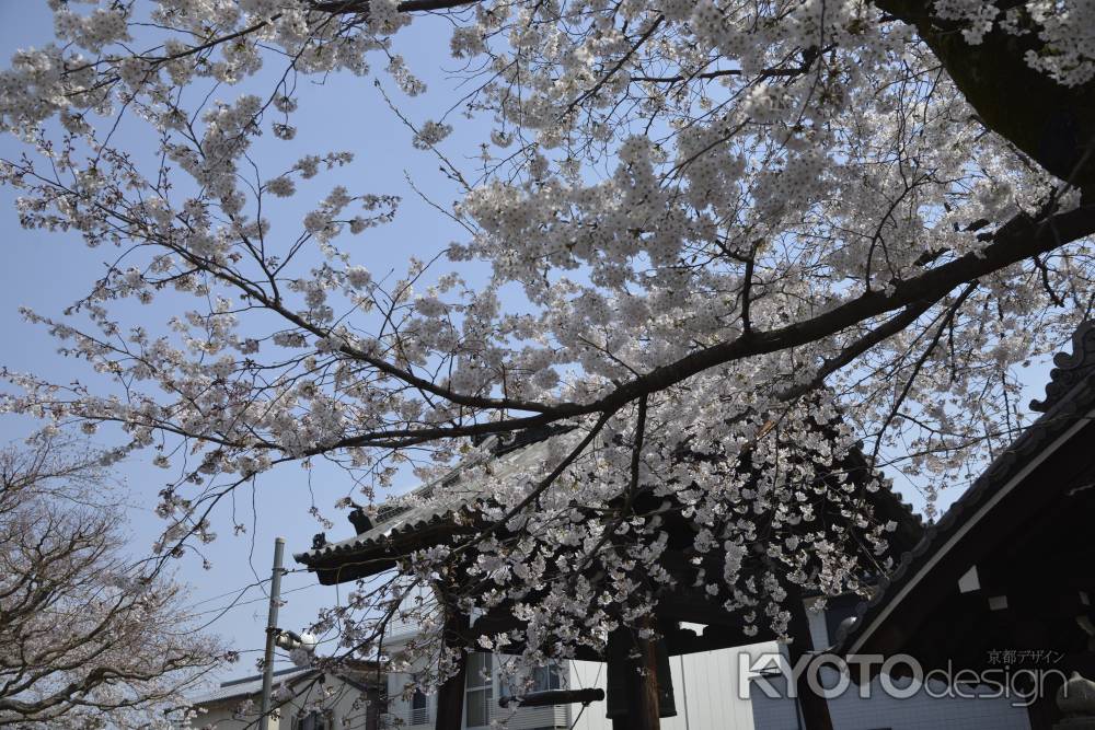 本満寺　鐘楼とサクラ