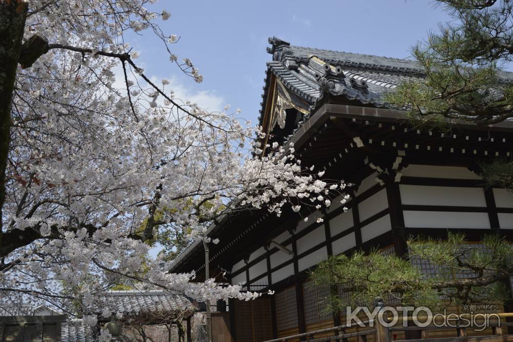 本満寺　本堂と桜