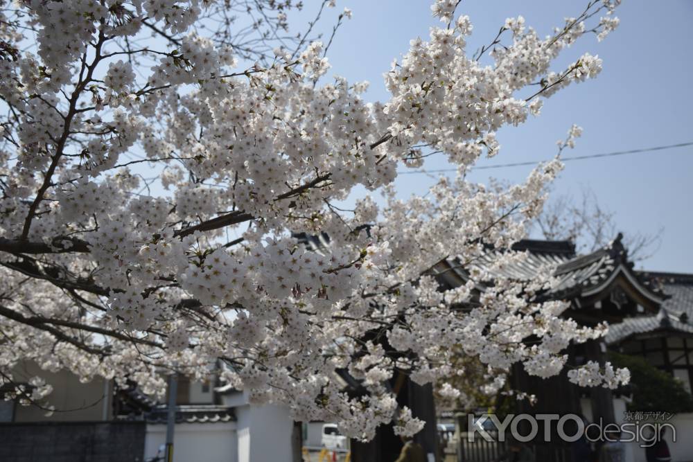 本満寺　さくらさく