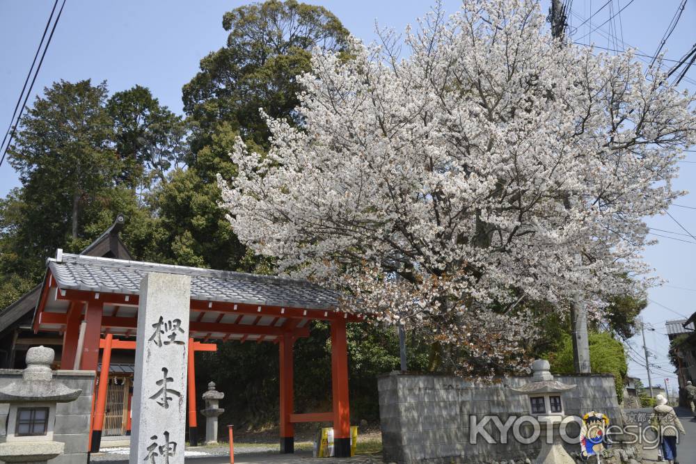 樫本神社　桜咲く