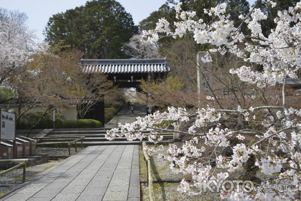 光明寺　門とサクラ