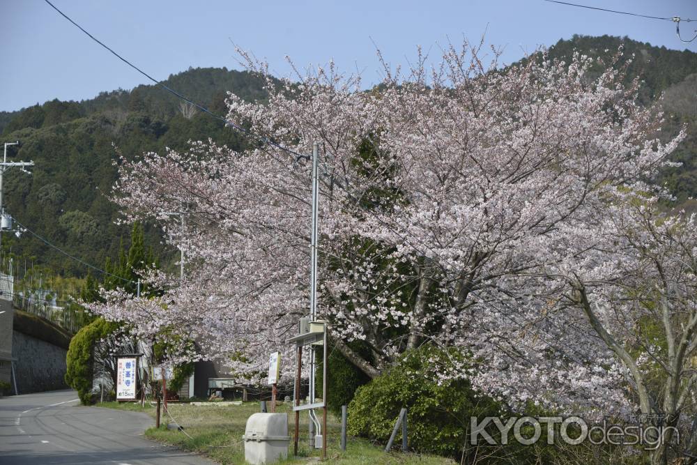 善峯寺への道