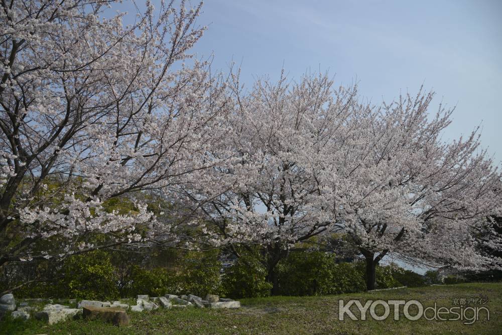 善峯寺　桜並木