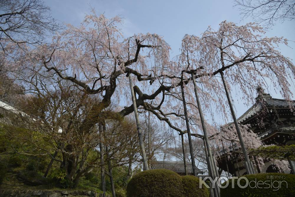 善峯寺　桂昌院のしだれサクラ