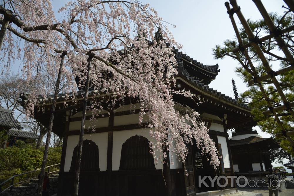 善峯寺　経堂の桜