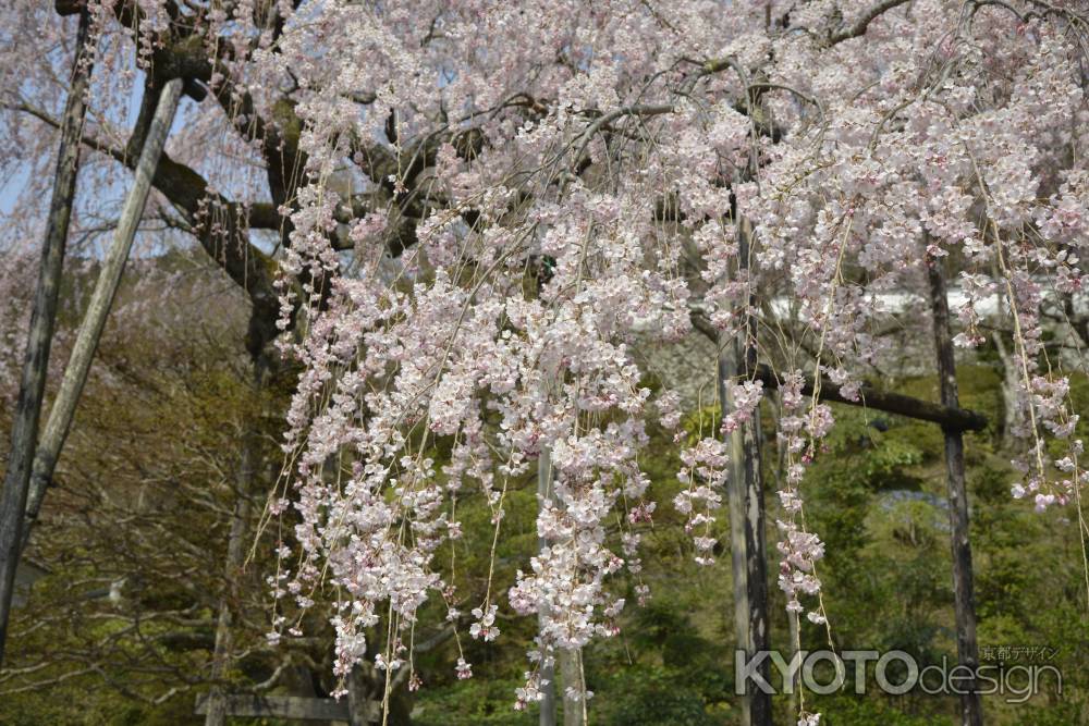 善峯寺　しだれるサクラ