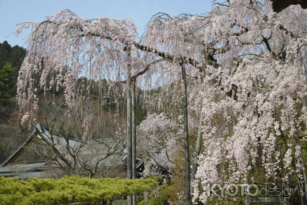 善峯寺　しだれと松