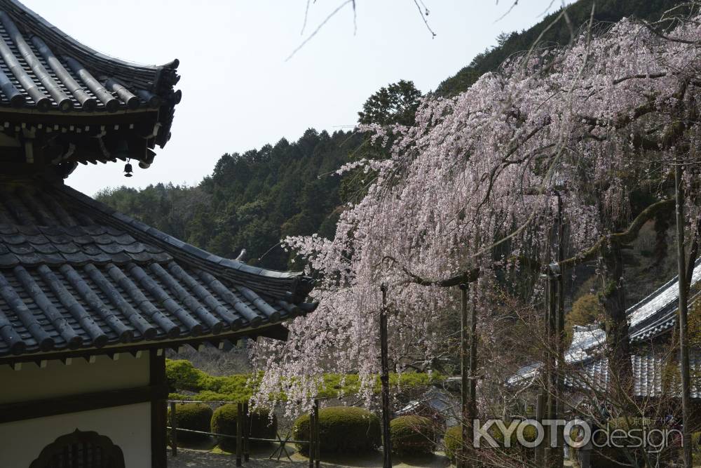 善峯寺　高く咲くサクラ