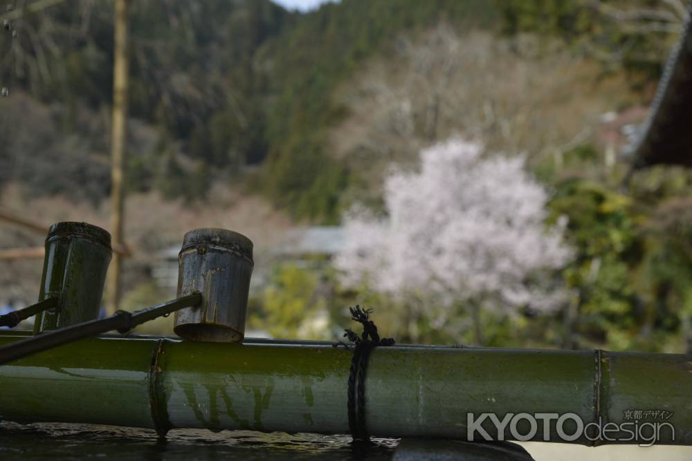 善峯寺　手水場越しの桜