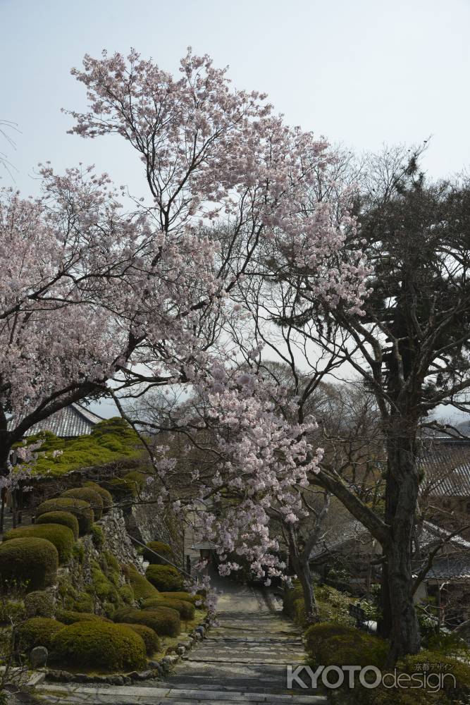 善峯寺　サクラ　空高く