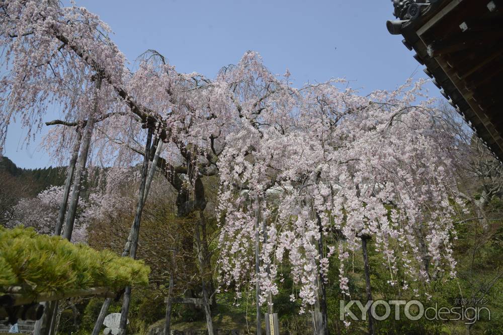 善峯寺　空を覆う桜