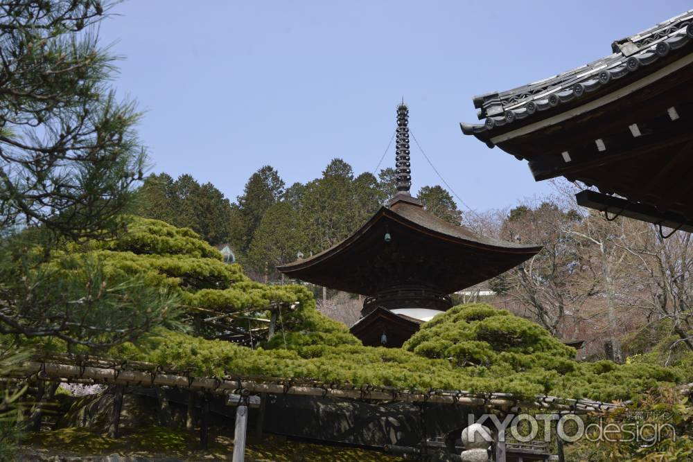 善峯寺　多宝塔と遊龍の松