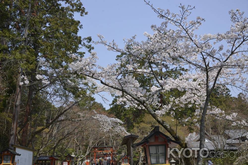 大原野神社　境内の桜