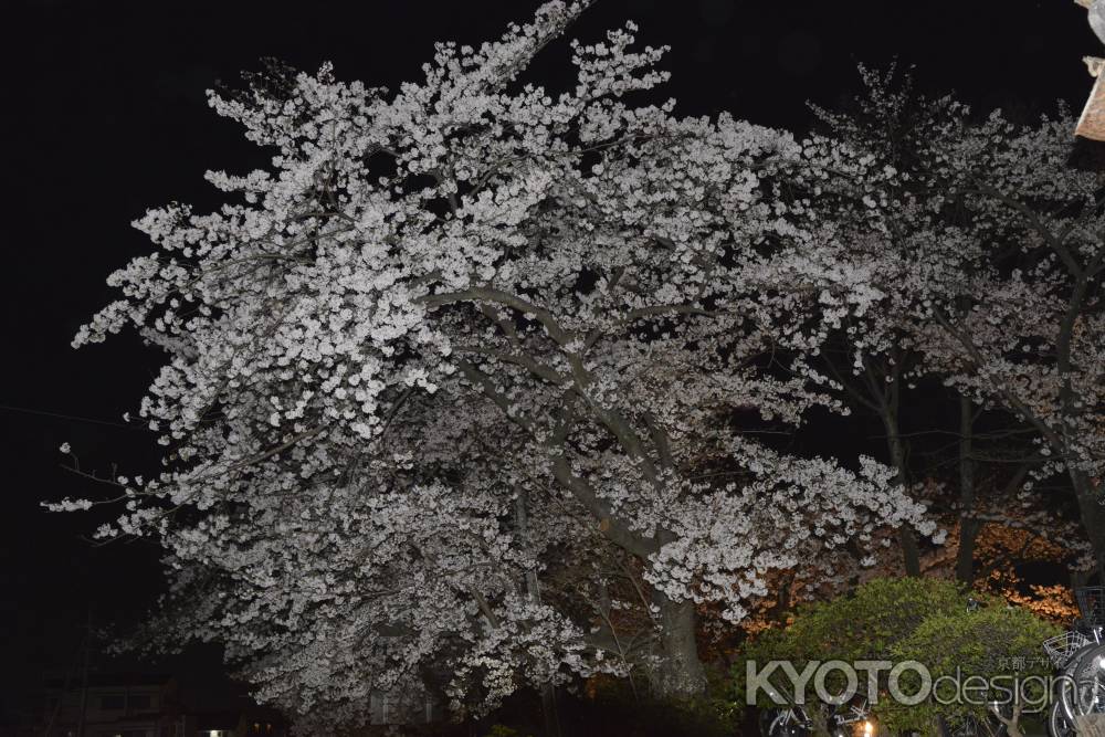 長岡天満宮　夜の桜1