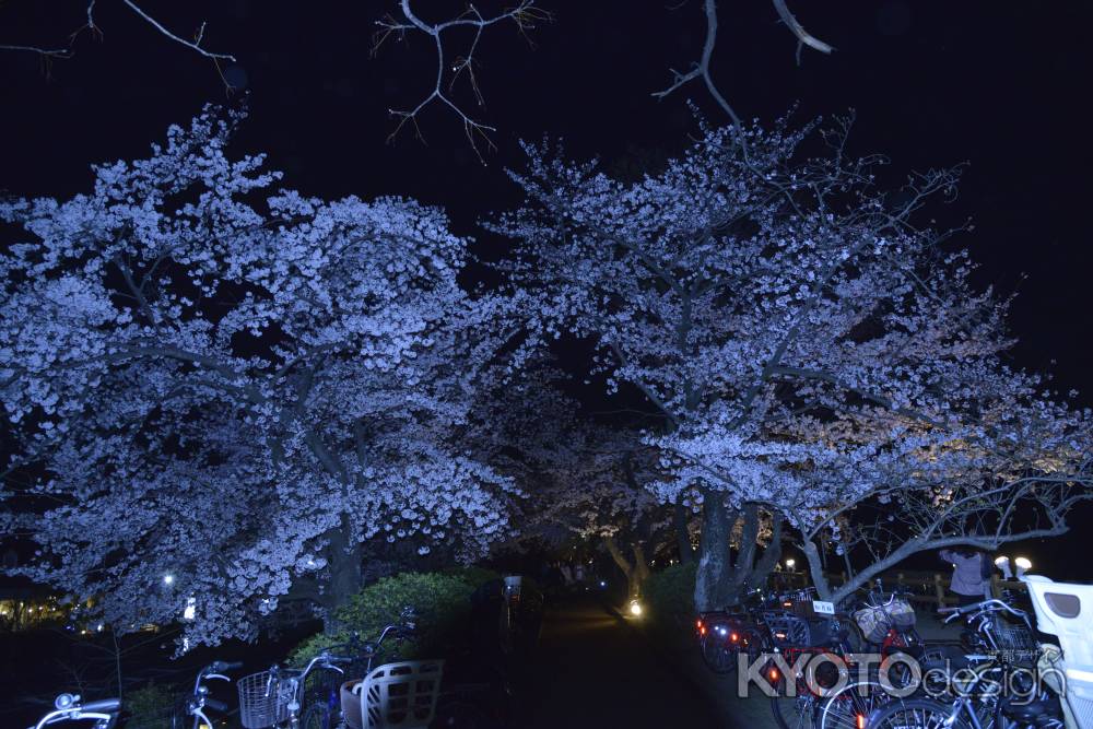 長岡天満宮　夜の桜2