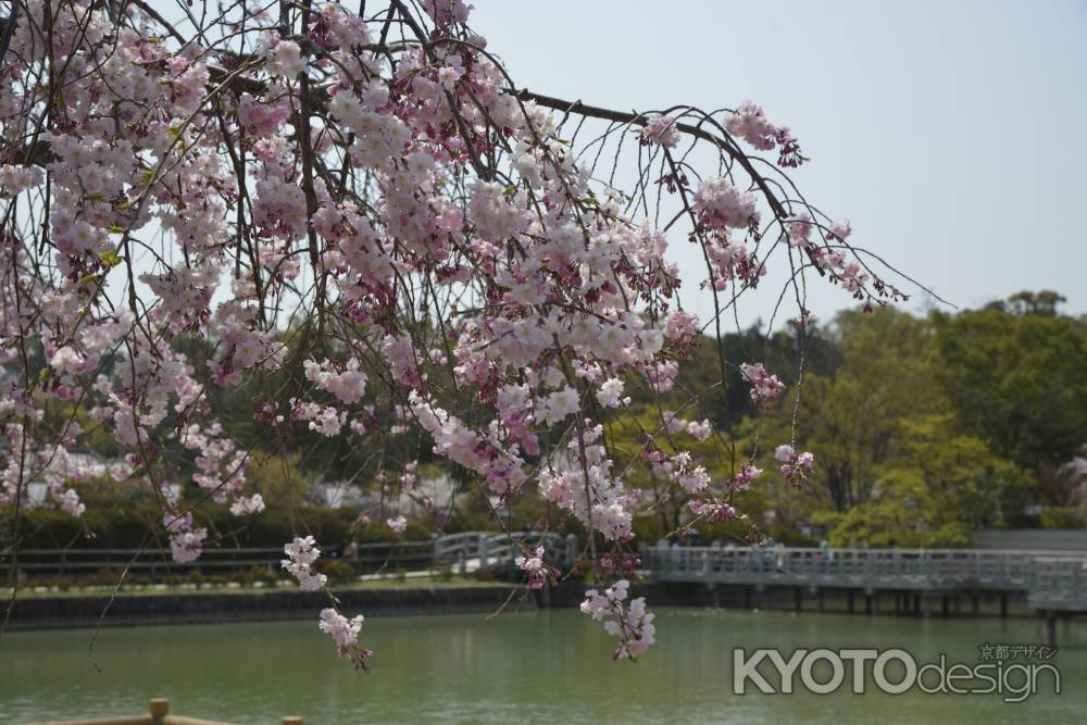 長岡天満宮　池のそばに