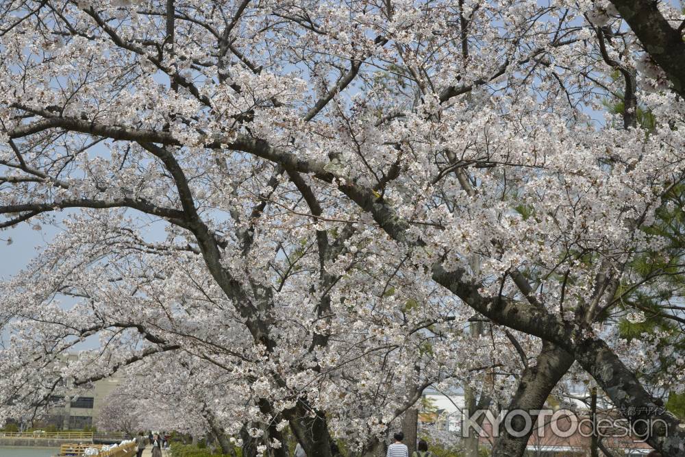 長岡天満宮　池のそばの満開の桜