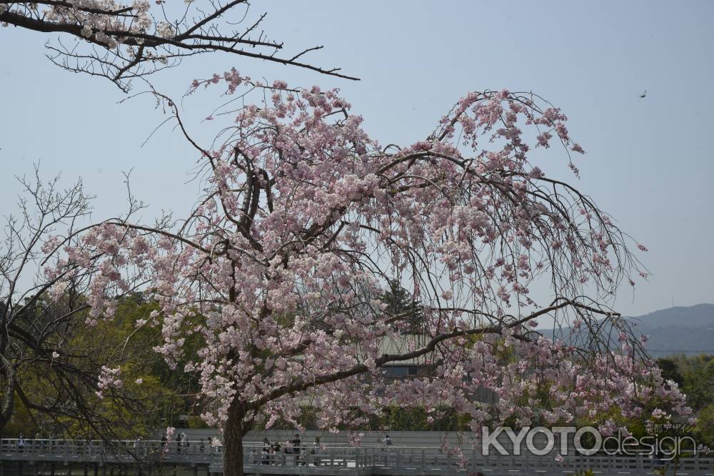 長岡天満宮　池の紅しだれ