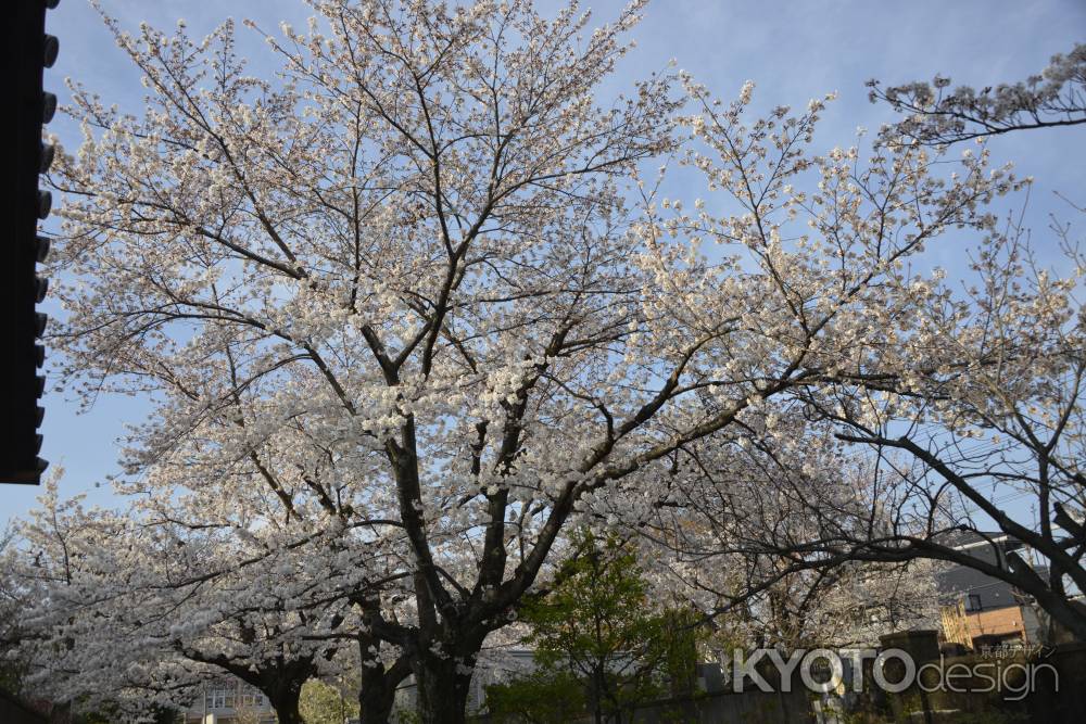 上品蓮台寺　圧巻です