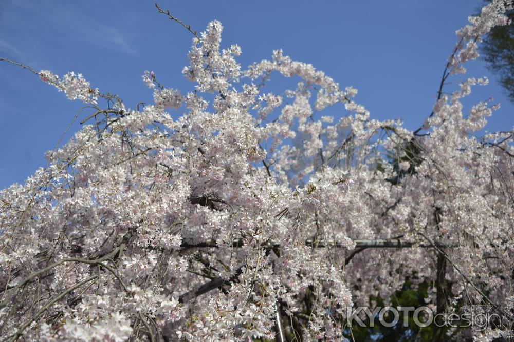 水火天満宮　空高く桜