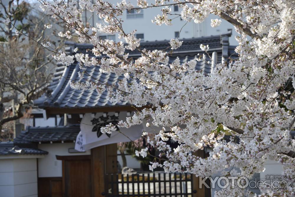 水火天満宮近くのサクラ