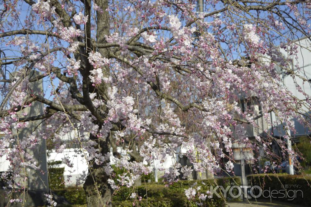 妙顕寺　門前桜