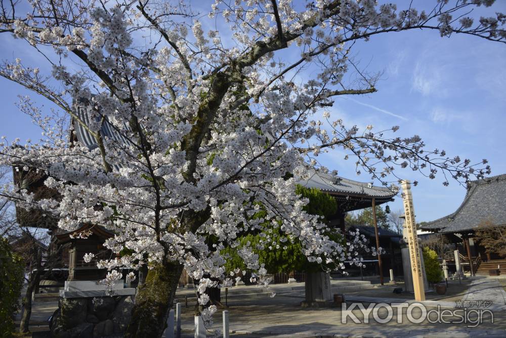 妙顕寺　春を装う