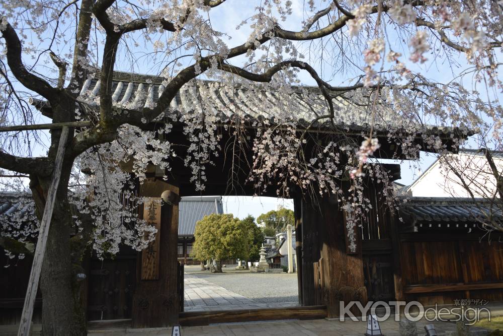 妙覚寺　桜越しの門