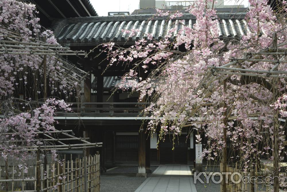 佛光寺　心和ます枝垂桜