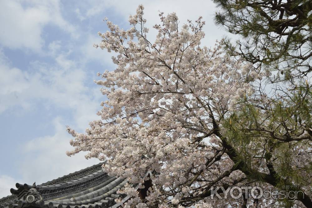 佛光寺　青空にサクラ