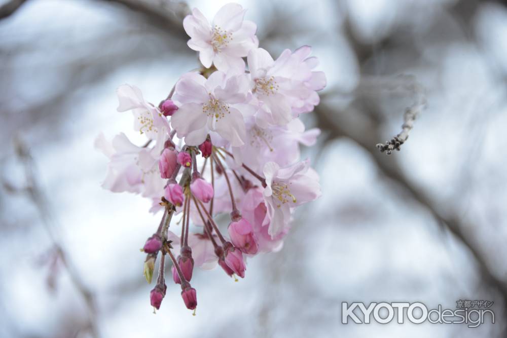 佛光寺　ほころぶ桜