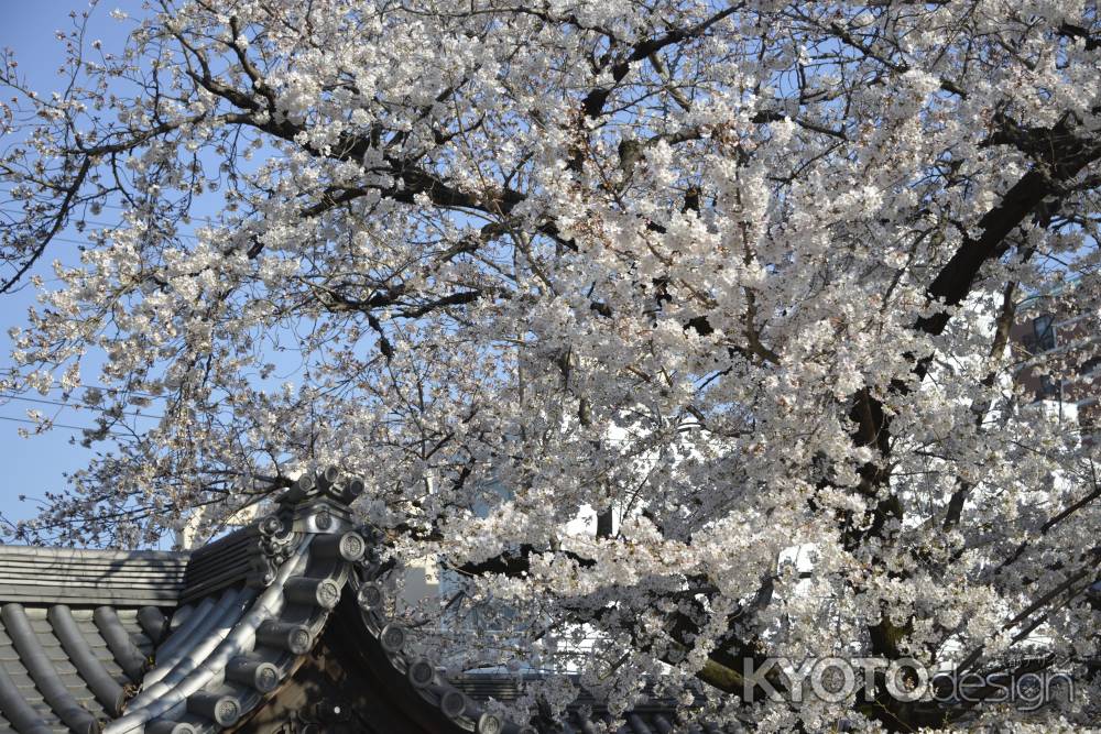 佛光寺　咲き誇るソメイヨシノ