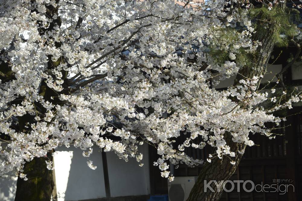 佛光寺　満開白く