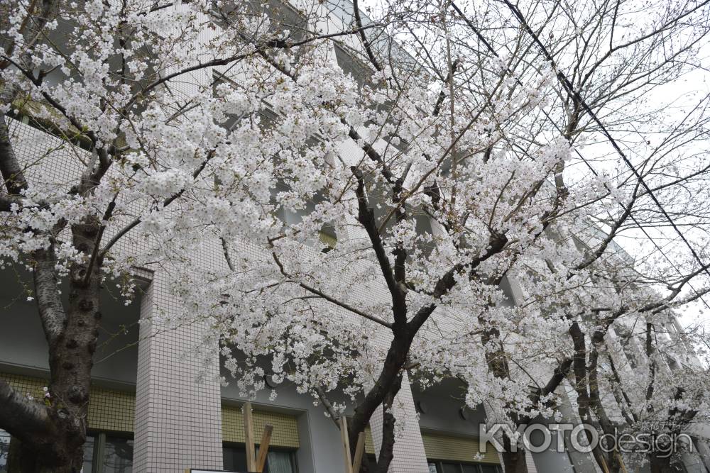 洛央小学校のサクラ