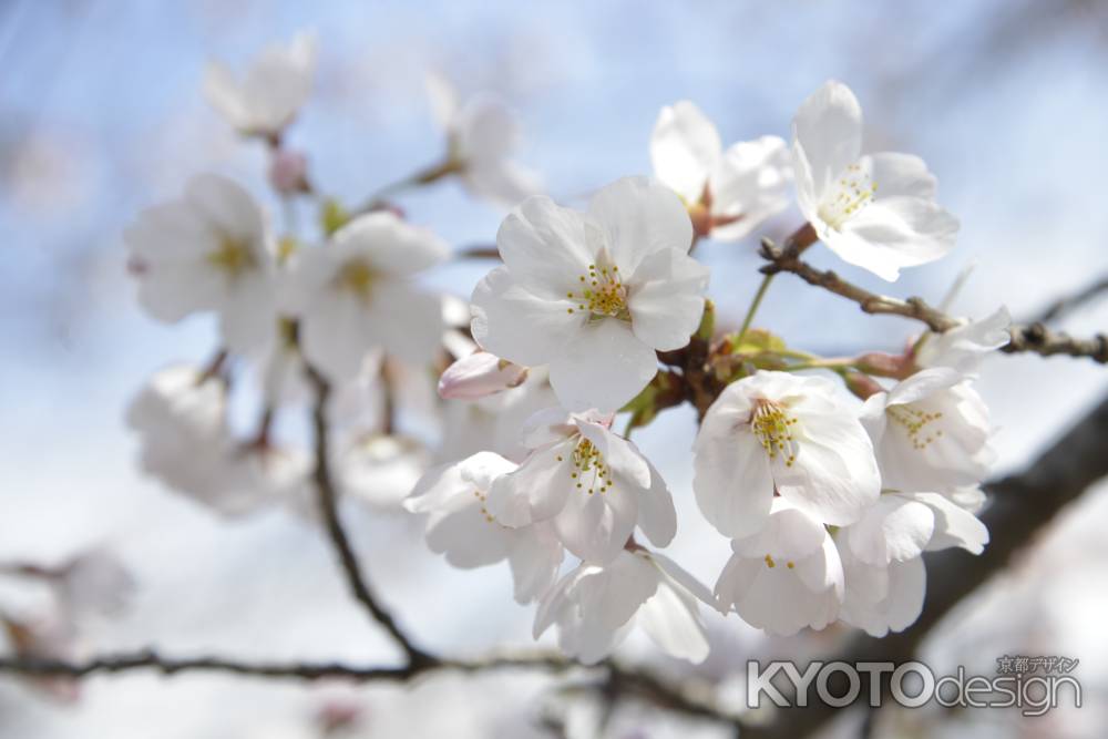 長岡天満宮　花開く