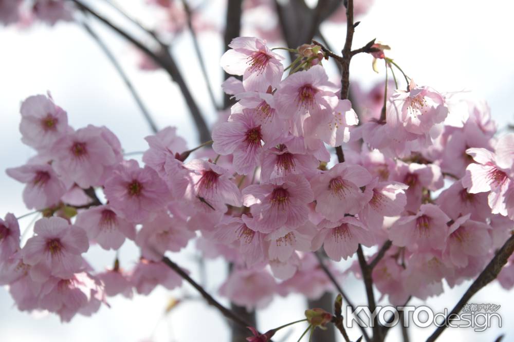 一面ピンクの河津桜