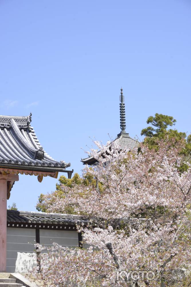 仁和寺　満開の桜