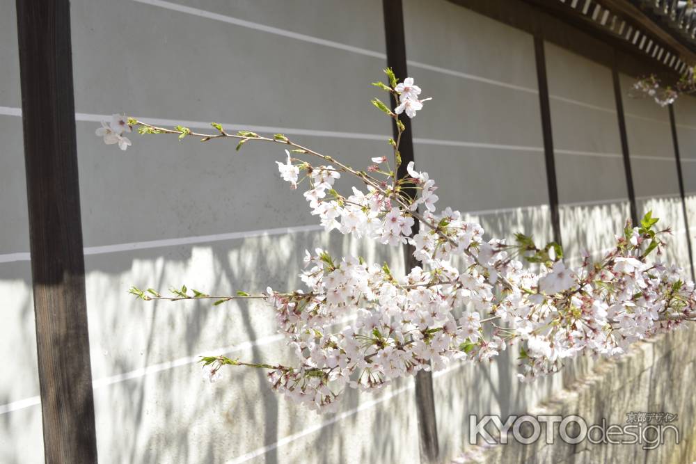 仁和寺　土塀に桜