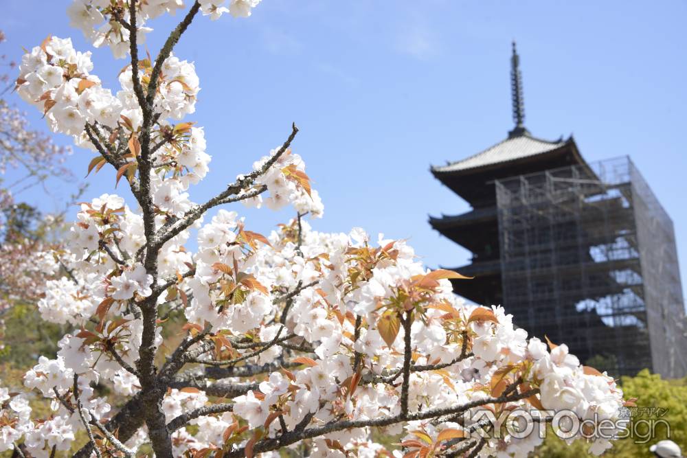 仁和寺　五重塔とサクラ