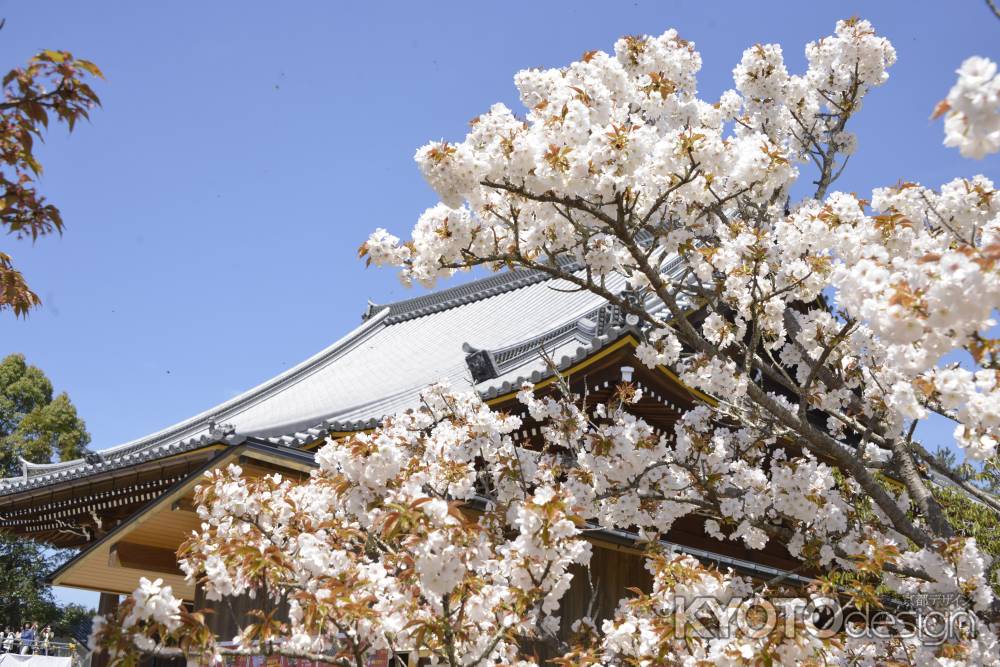 仁和寺　雅やかに咲く