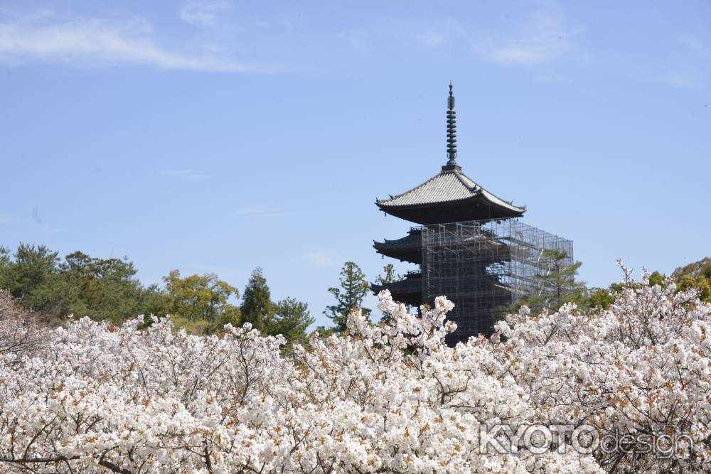 仁和寺　桜色一面に