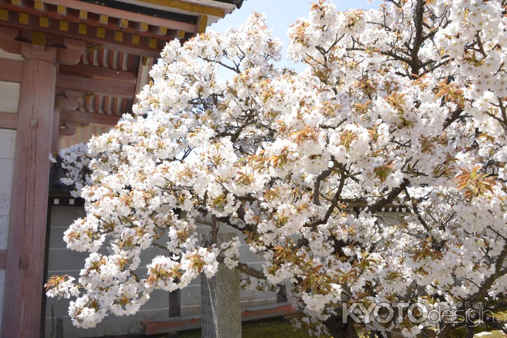 仁和寺　あふれる桜色