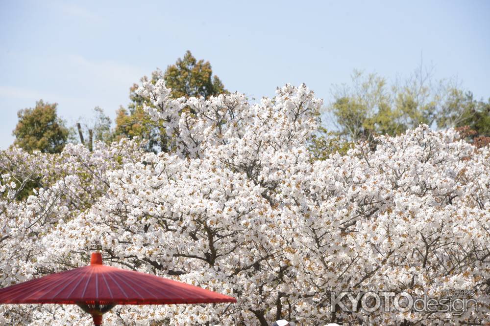 仁和寺　満ち溢れる桜