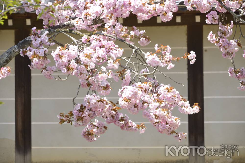 仁和寺　可愛くピンク