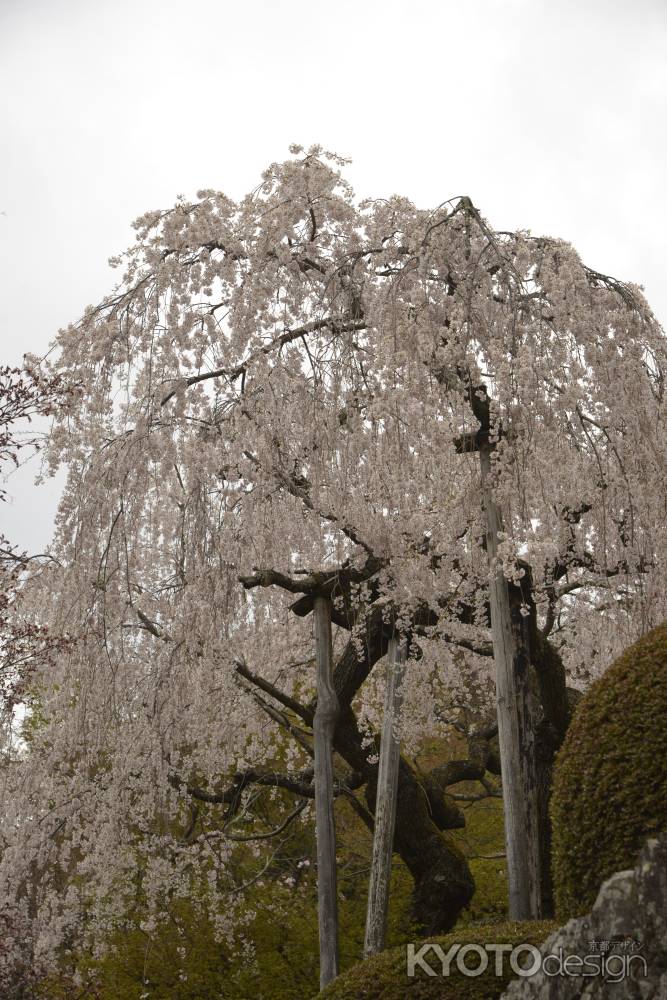 善峯寺　見事に枝垂れる