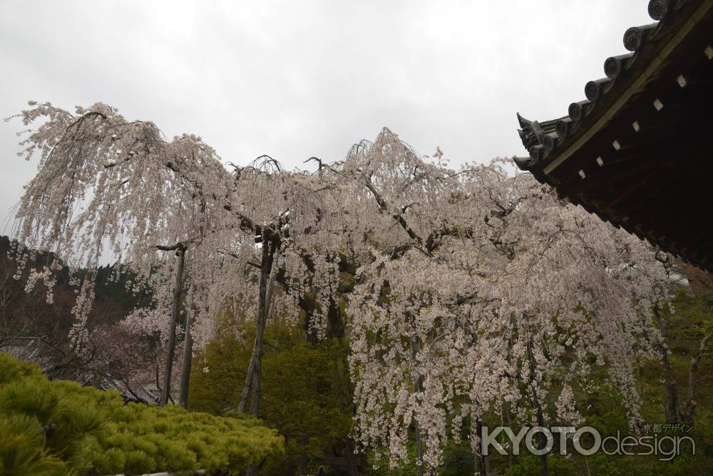 善峯寺　桂昌院御手植えの枝垂桜