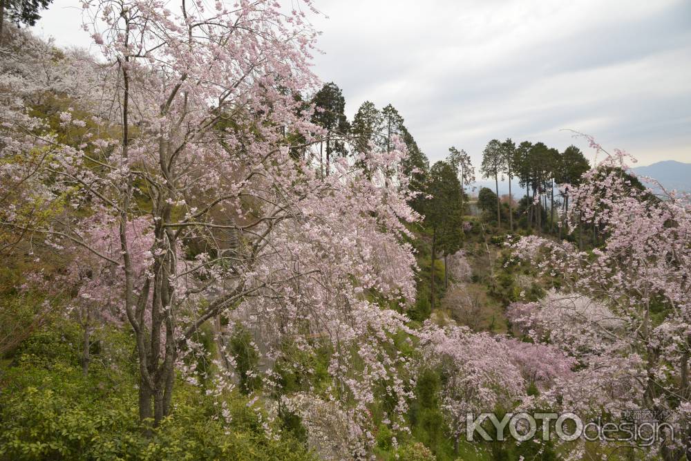 善峯寺　山の中のピンク