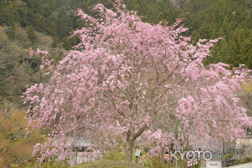 善峯寺　桜色