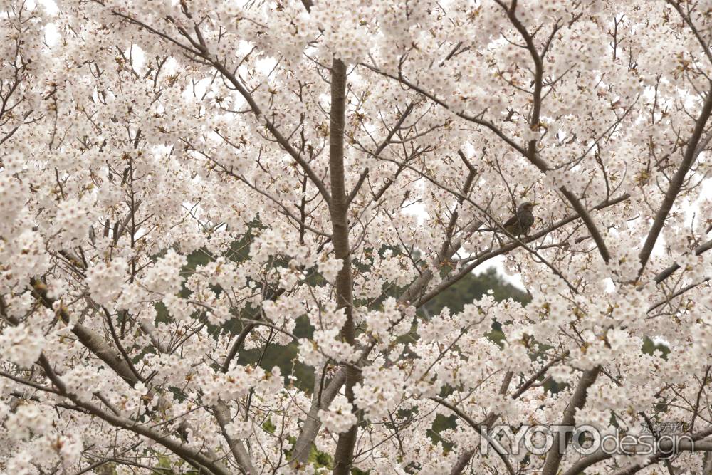 善峯寺　春に鳴く